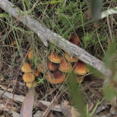 Hypholoma sp. at Cotter River, ACT - 17 May 2014