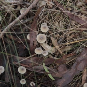 Mycena sp. at Namadgi National Park - 17 May 2014