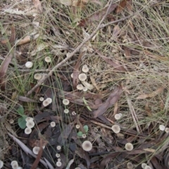 Mycena sp. at Namadgi National Park - 17 May 2014