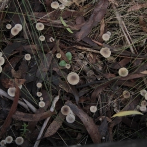 Mycena sp. at Namadgi National Park - 17 May 2014