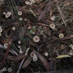 Mycena sp. at Namadgi National Park - 17 May 2014