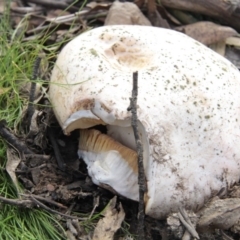Unverified at Namadgi National Park - 17 May 2014 by AlisonMilton
