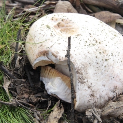 Unverified at Namadgi National Park - 17 May 2014 by AlisonMilton