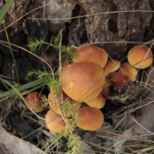 Hypholoma sp. at Tennent, ACT - 17 May 2014 02:41 PM