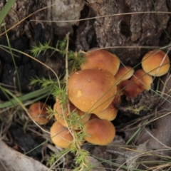 Hypholoma sp. (Hypholoma) at Tennent, ACT - 17 May 2014 by Alison Milton