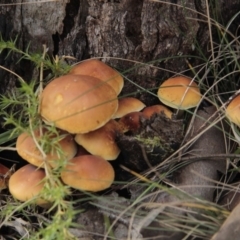 Hypholoma sp. at Tennent, ACT - 17 May 2014 02:41 PM