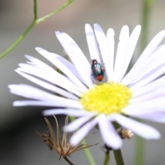 Dicranolaius villosus (Melyrid flower beetle) at Dryandra St Woodland - 26 Nov 2005 by ibaird