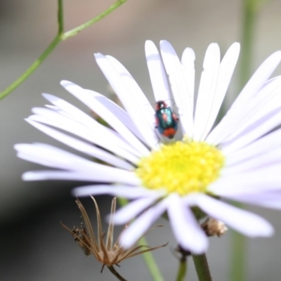 Dicranolaius villosus (Melyrid flower beetle) at O'Connor, ACT - 26 Nov 2005 by ibaird