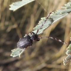 Ancita sp. (genus) (Longicorn or longhorn beetle) at Point Hut to Tharwa - 7 Mar 2017 by michaelb