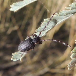 Ancita sp. (genus) at Point Hut to Tharwa - 7 Mar 2017 06:31 PM