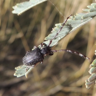 Ancita sp. (genus) (Longicorn or longhorn beetle) at Point Hut to Tharwa - 7 Mar 2017 by michaelb
