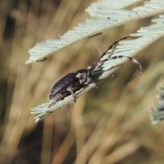 Ancita sp. (genus) at Point Hut to Tharwa - 7 Mar 2017 06:31 PM