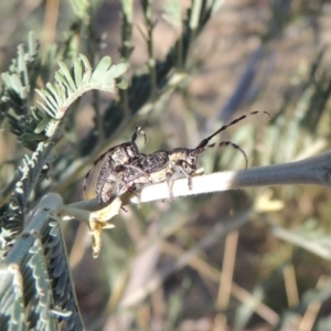 Ancita sp. (genus) at Point Hut to Tharwa - 7 Mar 2017 06:31 PM