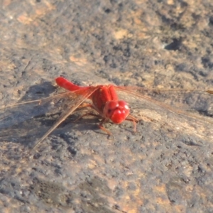 Diplacodes haematodes at Paddys River, ACT - 7 Mar 2017