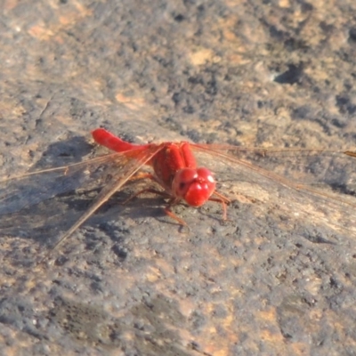 Diplacodes haematodes (Scarlet Percher) at Point Hut to Tharwa - 7 Mar 2017 by MichaelBedingfield