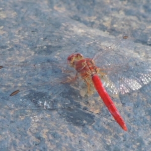 Diplacodes haematodes at Paddys River, ACT - 7 Mar 2017