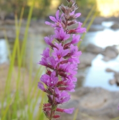 Lythrum salicaria (Purple Loosestrife) at Paddys River, ACT - 7 Mar 2017 by michaelb
