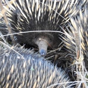 Tachyglossus aculeatus at Hackett, ACT - 18 Jul 2017 12:00 AM