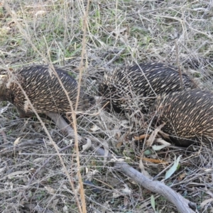 Tachyglossus aculeatus at Hackett, ACT - 18 Jul 2017 12:00 AM