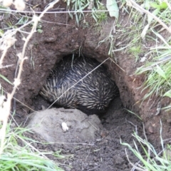 Tachyglossus aculeatus at Hackett, ACT - 18 Jul 2017 12:00 AM