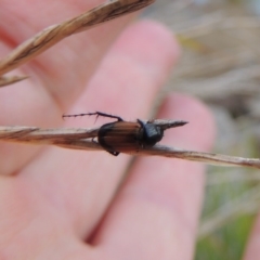 Phyllotocus navicularis at Paddys River, ACT - 7 Mar 2017