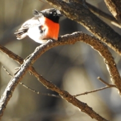 Petroica boodang (Scarlet Robin) at Mount Majura - 17 Jul 2017 by Qwerty