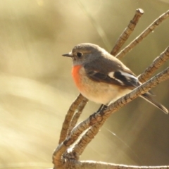 Petroica boodang (Scarlet Robin) at Canberra Central, ACT - 18 Jul 2017 by Qwerty