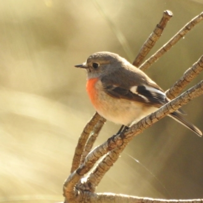 Petroica boodang (Scarlet Robin) at Mount Majura - 17 Jul 2017 by Qwerty