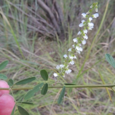 Melilotus albus (Bokhara Clover) at Paddys River, ACT - 7 Mar 2017 by MichaelBedingfield