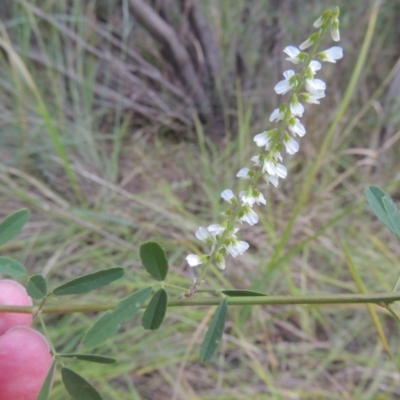 Melilotus albus (Bokhara) at Paddys River, ACT - 7 Mar 2017 by michaelb