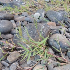 Paspalum distichum at Paddys River, ACT - 7 Mar 2017