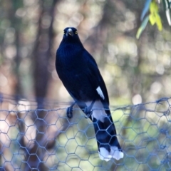 Strepera graculina (Pied Currawong) at Yellow Pinch, NSW - 12 Jul 2017 by RossMannell