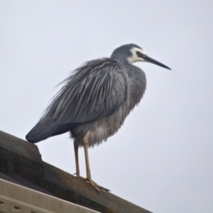 Egretta novaehollandiae at Berrambool, NSW - 19 May 2017 03:46 PM