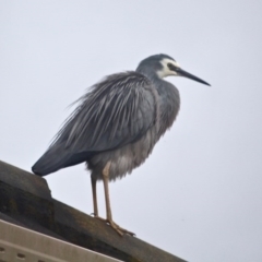 Egretta novaehollandiae (White-faced Heron) at Berrambool, NSW - 19 May 2017 by RossMannell