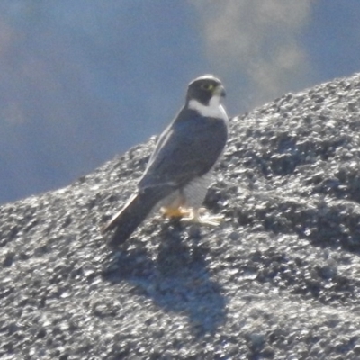 Falco peregrinus (Peregrine Falcon) at Paddys River, ACT - 21 Jul 2017 by JohnBundock