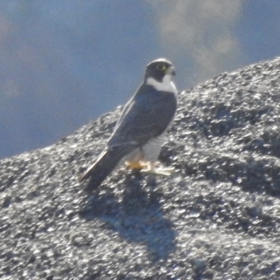 Falco peregrinus (Peregrine Falcon) at Paddys River, ACT - 21 Jul 2017 by JohnBundock