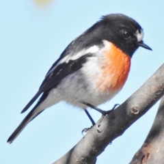 Petroica boodang (Scarlet Robin) at Paddys River, ACT - 21 Jul 2017 by JohnBundock