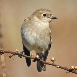 Petroica phoenicea at Paddys River, ACT - 21 Jul 2017