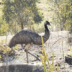 Dromaius novaehollandiae (Emu) at Cotter River, ACT - 21 Jul 2017 by JohnBundock