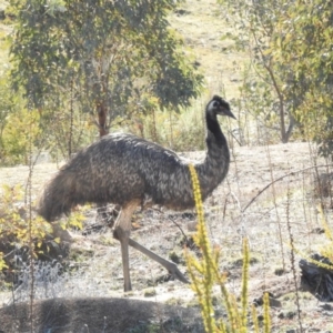 Dromaius novaehollandiae at Cotter River, ACT - 21 Jul 2017 11:53 AM