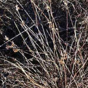 Juncus subsecundus at Hughes, ACT - 21 Jul 2017 12:00 AM