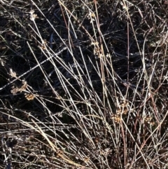 Juncus subsecundus at Hughes, ACT - 21 Jul 2017