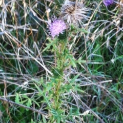 Cirsium vulgare (Spear Thistle) at Red Hill to Yarralumla Creek - 20 Jul 2017 by ruthkerruish