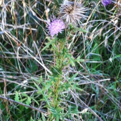 Cirsium vulgare (Spear Thistle) at Hughes, ACT - 20 Jul 2017 by ruthkerruish