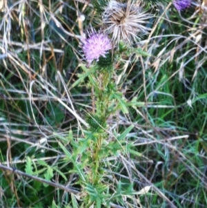 Cirsium vulgare at Hughes, ACT - 21 Jul 2017