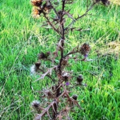 Cirsium vulgare at Hughes, ACT - 21 Jul 2017