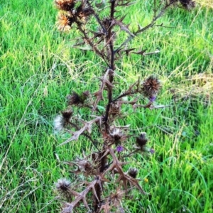 Cirsium vulgare at Hughes, ACT - 21 Jul 2017 12:00 AM