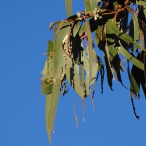 Eucalyptus globulus subsp. bicostata at Red Hill, ACT - 21 Jul 2017