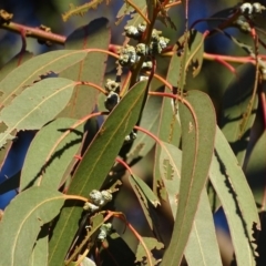 Eucalyptus globulus subsp. bicostata at Red Hill, ACT - 21 Jul 2017 05:10 PM