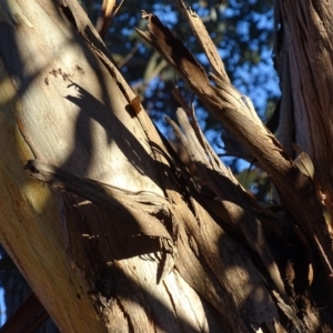 Eucalyptus globulus subsp. bicostata at Red Hill, ACT - 21 Jul 2017
